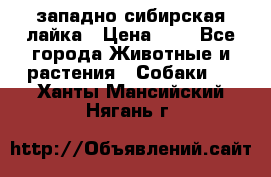 западно сибирская лайка › Цена ­ 0 - Все города Животные и растения » Собаки   . Ханты-Мансийский,Нягань г.